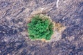 Single Green Tree on a post Forest fire scorched land, Aerial view. Royalty Free Stock Photo