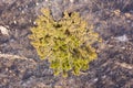 Single Green Tree on a post Forest fire scorched land, Aerial view.