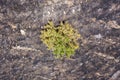 Single Green Tree on a post Forest fire scorched land, Aerial view.