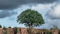 A single green tree on a red stone cliff against dramatic dark sky Royalty Free Stock Photo