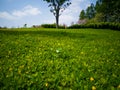 The lawn with Green tree in spring