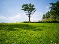 The lawn with Green tree in spring