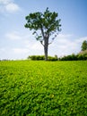 The lawn with Green tree in spring Royalty Free Stock Photo