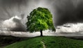 Single Green Tree on Top of a Black and White Landscape - Generative Ai Royalty Free Stock Photo