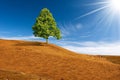 Single Green Tree on Top of a Hill with Brown Meadows Royalty Free Stock Photo