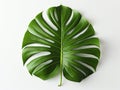 Single green tropical monstera leaf. White background, top view Royalty Free Stock Photo