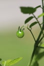 Single, green, unripe âspoon tomatoâ Solanum pimpinellifolium, still on the vine