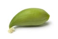 Single green wild cucumber Royalty Free Stock Photo