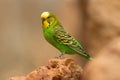 a single green and yellow Budgerigar (Melopsittacus undulatus) Royalty Free Stock Photo