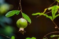 Single Green young Pomegranate growing on its tree at a garden.