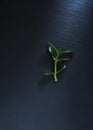 Single green young sprout Money Tree or Zamioculcason Royalty Free Stock Photo