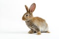 Single grey bunny rabbit type Flemish Giant, on white background Royalty Free Stock Photo