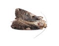 Single grey cabbage moth isolated on white