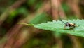 Black bug on green leaf Royalty Free Stock Photo