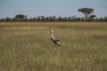 Single grey crowned crane or Balearica regulorum