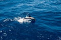 Single grey dolphin jumping on waves in deep blue waters of atlantic ocean off the coast of Gran Canaria island in spain Royalty Free Stock Photo