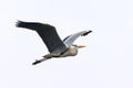 A single Grey Heron in flight on a cloudy day