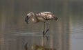 Single Grey Lesser Flamingo in Lake with shadow in water. The lesser flamingo is a species of flamingo occurring in sub-Saharan