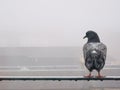 Single grey piggin with a foggy misty hazy urban background.