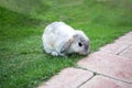 Single grey rabbit on green grass field Royalty Free Stock Photo