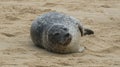 Grey Seal sleeping on the beach