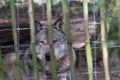 a single Grey Wolf (Canis lupus)