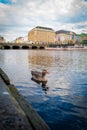 a single greylag goose swims on the Binnenalster in hamburg