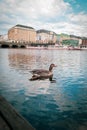 a single greylag goose swims on the Binnenalster in hamburg