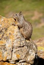 Single ground squirrel sitting on rock