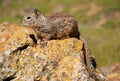 Single ground squirrel sitting on rock