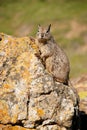 Single ground squirrel sitting on rock