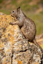 Single ground squirrel sitting on rock