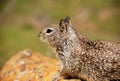Single ground squirrel sitting on rock