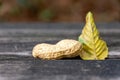 Single groundnut in its shell with a yellow autumn leaf Royalty Free Stock Photo
