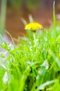 Single growing blooming Dandelion yellow flower in the grass meadow Royalty Free Stock Photo