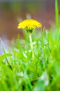 Single growing blooming Dandelion yellow flower in the grass meadow Royalty Free Stock Photo