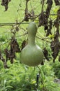 Single Growing Lagenaria Siceraria Bottle Gourd - Portrait Orientation Royalty Free Stock Photo