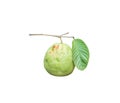 Single guava tropiacl fruit psidium guajava with stem and green leaf hanging isolated on white background Royalty Free Stock Photo