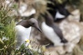 Single Guillemot Sea Bird Portrait Royalty Free Stock Photo