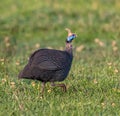 Single guinea fowl or hen running through the grass in Kenya Royalty Free Stock Photo