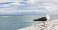 Single gull perched on a harbor stone wall with a seascape view behind in Cape Town, South Africa