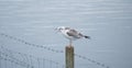 A noisy Gull perched on a wooden fence post Royalty Free Stock Photo