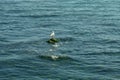 Single gull sitting on a rock