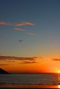 A single gull soars against blue sky and pink clouds at sunrise over the sea at Gorran Haven beach, Cornwall Royalty Free Stock Photo