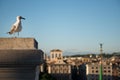 Single Gull standing on a building in Rome