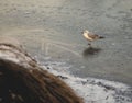 Single gull standing on the frozen shore in winter