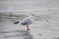 Single gull standing on an ice floe