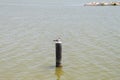 Single gull on a wooden pillar