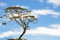 Single gum tree with galah perched on a branch Royalty Free Stock Photo