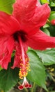 Single Gumamela Flower Royalty Free Stock Photo